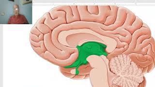 Anatomy of CNS Module in Arabic 2024 Diencephalon by Dr Wahdan [upl. by Aneele]