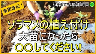 【そら豆栽培】大苗になった時の対処法とアブラムシ対策【有機農家直伝！無農薬で育てる家庭菜園】 23119 [upl. by Prendergast]