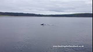 Basking Shark in the Clyde [upl. by Arakal]