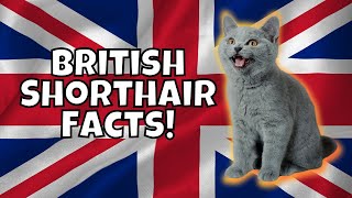 10 Fun Facts About British Shorthairs [upl. by Ecad]