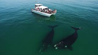 WELCOME to SOUTHERN RIGHT CHARTERS Whale Watching [upl. by Anahc]