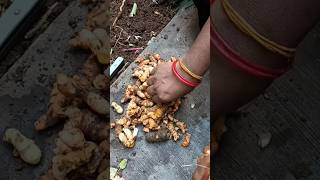 pasupu viralshorts ytshorts trendingshorts turmeric teluguvlogs plants [upl. by Uria]