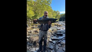 SALMON FISHING PULASKI NY KING SALMON amp COHOS [upl. by Noicpecnoc]