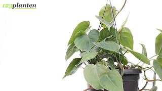 Philodendron Scandens [upl. by Ynatirb]