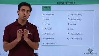 Class 11th – Floral Formula – Introduction  Morphology of Flowering Plants  Tutorials Point [upl. by Boice851]