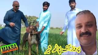 Bully dog makra  pakistani famous bully dog  parrvaiz of potha sher  sial daily vlog [upl. by Eiderf57]