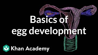 Basics of egg development  Reproductive system physiology  NCLEXRN  Khan Academy [upl. by Ecenaj]