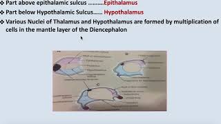 Development of Diencephalon [upl. by Mark]