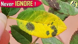 Black Spot Rose Disease – Treatment  Die Black  Save Rose Plant [upl. by Orthman541]