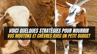 Voici Comment on fait pour nourrir nos Moutons [upl. by Selim702]