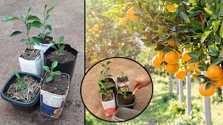 QUAL E A IMPORTÂNCIA DA ADUBAÇÃO EM MUDAS DE LARANJA  JR Garden [upl. by Michelsen]