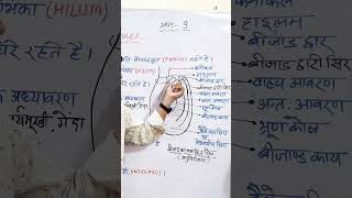 structure of ovule ।। bijand ki sanrachana।। biologyclass12 biology ovule pistil ncert neet [upl. by Maridel]