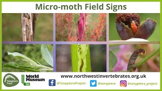 UK Micromoth Field Signs [upl. by Linoel88]