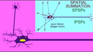 SYNAPSE SUMMATION FROM PRESYNAPTIC INPUTS [upl. by Hiroko]