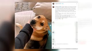 Instacart driver shoots kills Angie Harmons dog in Charlotte [upl. by Ahsoem]