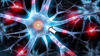 ¿Qué son las NEURONAS y cuáles son sus partes Tipos de neuronas y funciones🧠 [upl. by Rosaline]