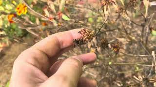 Vlog 2 octobre 2024 semis plantation taille amendement au jardin [upl. by Neeli]