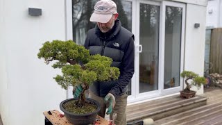 Itoigawa Juniper Bonsai Repotting [upl. by Ayram212]