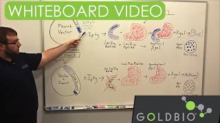 BlueWhite Screen  Alpha Complimentation Whiteboard Talk [upl. by Adnarrim796]