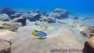 Chizumulu Island  Lake Malawi Cichlids  HD Underwater Footage [upl. by Yehus]