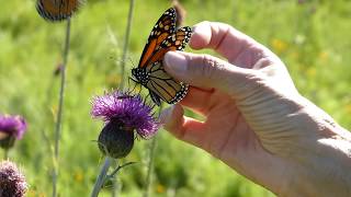 Safely catch monarchs for tagging without a net [upl. by Akeimat]