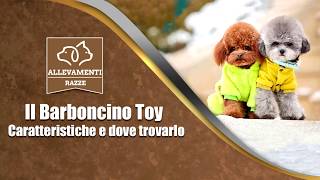 Il cane Barboncino Toy  Caratteristiche e dove trovarlo  Documentario di Allevamenti Razze [upl. by Ynabla]