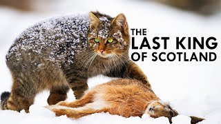 Scottish Wildcat The Highlander Cat [upl. by Melina]