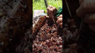 Stingless Bee Honey Harvesting [upl. by Lonyer]