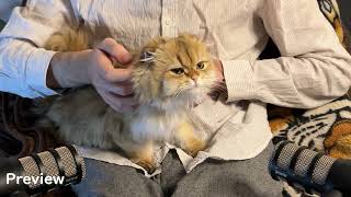 Atomic purring from three cats for an hour  CAT ASMR [upl. by Ebneter136]