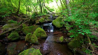 Calming Forest Sounds Birds Chirping Babbling Brook Nature Sounds ASMR [upl. by Ennaed898]