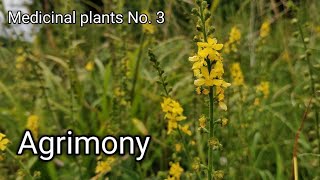 Agrimony Agrimonia eupatoria Medicinal wild plants [upl. by Odravde859]