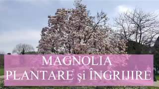 Magnolia  plantare si ingrijire [upl. by Funda17]