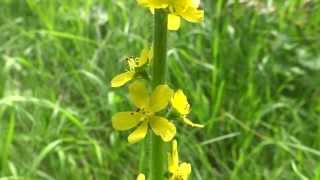 Common agrimony Agrimonia eupatoria  20130713 [upl. by Quirita]