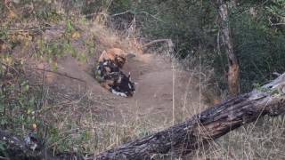 Mother Wild Dog Feeds Pups [upl. by Hizar]