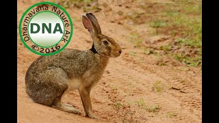 Lepus nigricollis  Indian Hare  Blacknapped Hare  Adavi kundelu [upl. by Ahsahtan]