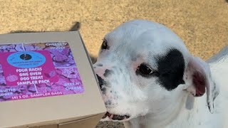 Life with Junior 🐾💙 is live eating new handmade dog treats live livestream dog [upl. by Flight106]