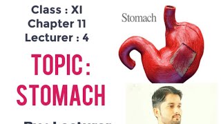 Human digestive systemStomach anatomy and physiologyNCERT STB PTBHindiUrdu By SirSuresh Kumar [upl. by Aihsi]