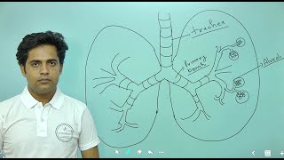 CHAPTER14 BREATHING AND EXCHANGE OF GASES PART2 11TH BIOLOGY NCERT FOR NEET [upl. by Lehcor516]