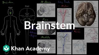 Brainstem  Organ Systems  MCAT  Khan Academy [upl. by Maag338]