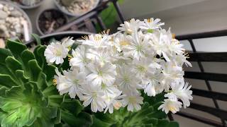 Lewisia Cotyledon em plena floração [upl. by Amjan]