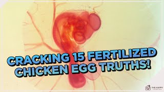 15 Things You Didnt Know About Fertilized Chicken Eggs [upl. by Eckhardt553]