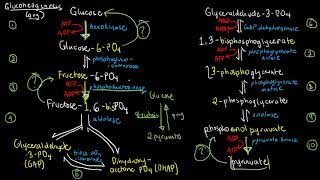 BIOCHEM 40  Gluconeogenesis and Cori Cycle [upl. by Ebanreb]