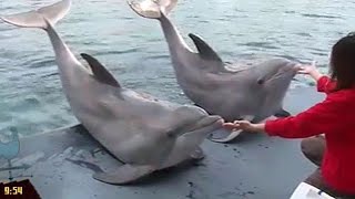 A colazione con i delfini allacquario di Genova [upl. by Soelch]