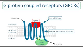 G protein coupled receptors How they transduce extracellular signals into intracellular responses [upl. by Amorita]