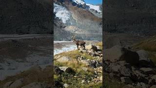 Zermatt ist und bleibt toll 😁 zermatt gornergrat matterhorn breithorn wallis alps [upl. by Egroeg143]