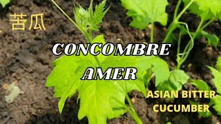 LE CONCOMBRE AMER 苦瓜 [upl. by Myrna605]