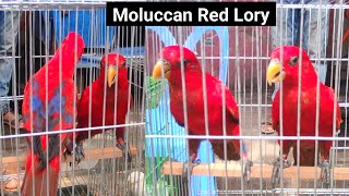 Moluccan Red Lory Bird Price and Details [upl. by Bremble]