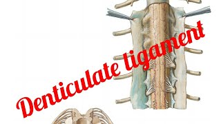 Ligamentum Denticulate [upl. by Charie791]