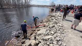 150 POUND STURGEON CAUGHT AND RELEASED 2024 IN WISCONSIN [upl. by Aimas668]