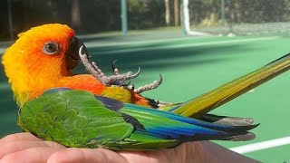 Jenday Conure Talking amp Sounds  Jenday Conure Dancing  Jandaya Parakeet Talking amp Sounds [upl. by Allard]